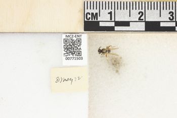 Media type: image;   Entomology 771503 Aspect: Labels